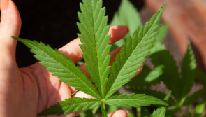 ALERT: Irish hemp product recalled due to unsafe amounts of THC found in cannabis