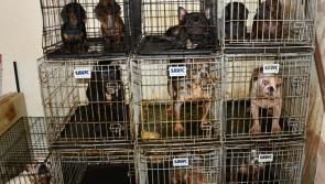 Gardaí seize dogs, cats, parrots, tarantulas and other animals in horror conditions