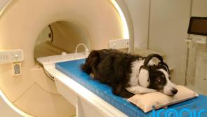 Study finds that dogs can distinguish between languages