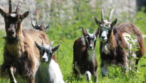Laois council tenants' 'livestock trespassing' on vintage club grounds