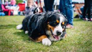 Is your dog good enough to win an All Ireland prize at this Laois show?