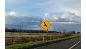ALERT: Gardaí warn motorists to watch out for ‘active and unpredictable’ wild animals
