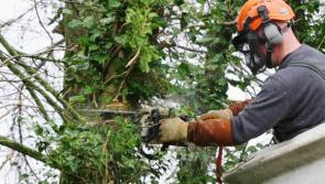 Laois people more important than Laois trees insist public representatives