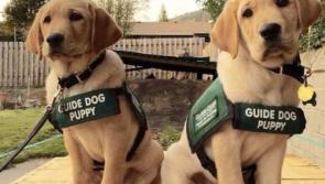Laois Guide Dogs branch appeals for support to overcome Covid-19 hit