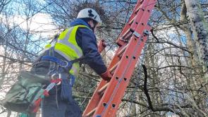 Housholder terrified by power lines as ESB stalls on response