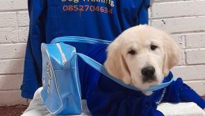 Laois fundraising concert announced for Chips the therapy dog 