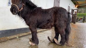 Midlands man fined after pleading guilty to animal cruelty