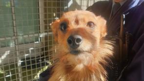 Laois Gardai seek to reunite a dog with its owner