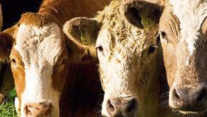 Irish farmers take hit due to war in Ukraine