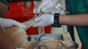 New research report reveals mental health strain on veterinary professionals

