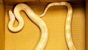 St Patrick missed one! Gardai issue appeal to find owner of escaped snake