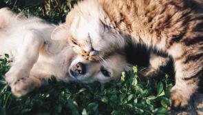 'Frontline work that we can all be proud of' - Animal Welfare Grant Programme launched
