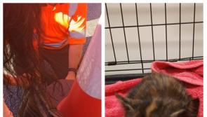 Tiny kitten rescued after 100km engine bay journey from Laois to Waterford 