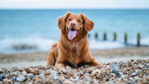 Dog owners reminded to take care of their pets while enjoying the summer weather

 