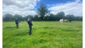 Something arty is happening down on the farm in Laois