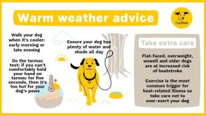 Laois SPCA issues advice to dog owners 