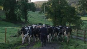 €230 million revenue to Laois being 'slowly strangled' claim farmers