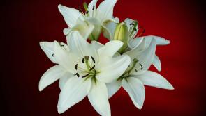 Death Notices for Laois - Monday, October 3, 2022