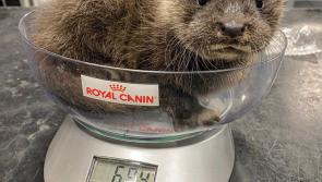Baby Otter found in Portlaoise 