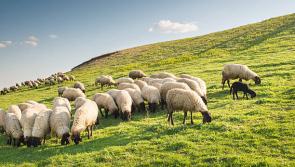 Laois  Gardai issued advice following  sheep kill