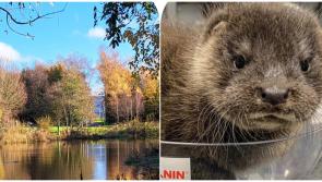 Charity caring for two baby Otters found in Laois