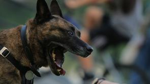 Laois gardai issue warning to dog owners 