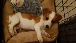Laois SPCA posts sad picture of 'unwanted gift'