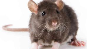 Dead mice, rodent droppings and mould found in food businesses as five closure orders served in June
