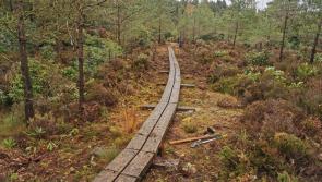 Bog team need your help for as 2023 work begins at Laois oasis