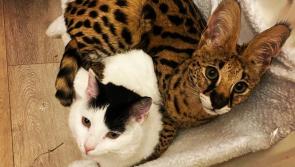 Appeal over missing African Serval Cat in midlands
