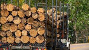 'Hugely exciting time for forestry' says Laois Offaly minister after Coillte meeting as row over British forestry deal erupts