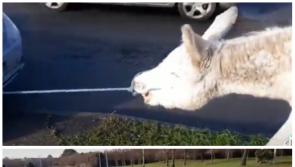 Laois Offaly Gardai issue appeal over animal welfare incident
