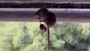WATCH:  Deadly new false widow spider to Ireland caught on camera killing little animal