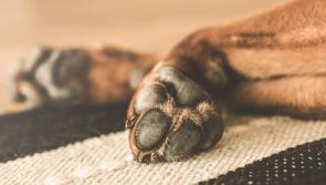 Midland 'establishment' near Laois ordered not to breed dogs