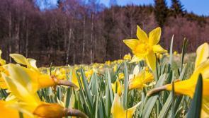 What's the Easter weather forecast? Met Éireann has the latest