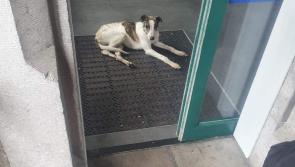 Appeal after dog found at Portlaoise Train Station