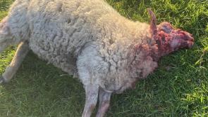 Appeal to dog walkers after Portlaoise sheep kill  