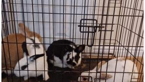 Appeal after bag of rabbits 'dumped' in Laois