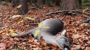 Should there be a deer cull? Share your views in our poll