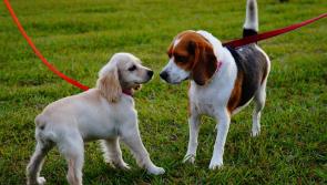 Laois invite to Portlaoise Walk in the Woods for Guide Dogs for the Blind