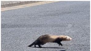 Appeal over Ferret on the loose near Portlaoise Garda Station
