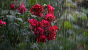 Saturation summer continues as Laois hit with Bank Holiday rain weather warning
