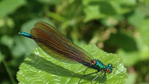 Beginners guide to bog beauties in Laois