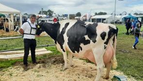 Laois cow is cream of crop at Tullamore Show