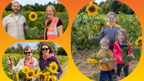 In PICTURES: Super sunflower Sunday in Laois