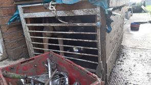'Severe neglect' of dogs in Laois highlighted  in case
