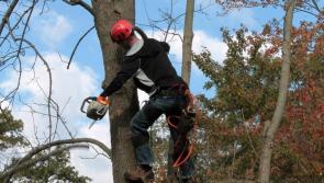 Laois Council can't take risk of leaving dead tree risk with landowners insist public representatives