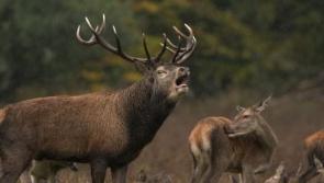 Laois motorists urged to watch out for deer during rutting season