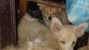 Laois woman whose dogs were found in room 'full of faeces' in  court