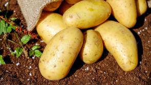 Goverment call for immediate support as 'potential for potato harvest wipe-out' grows in Laois